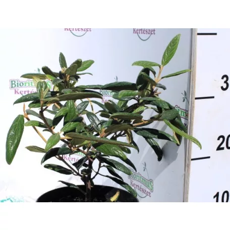 Prágai bangita Viburnum Prangense K2 20/30