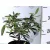Prágai bangita Viburnum Prangense K2 20/30