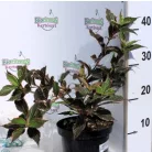 Rózsalonc WEIGELA FL SUNNY FANTASY K2 20/30