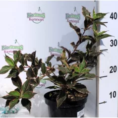 Rózsalonc WEIGELA FL SUNNY FANTASY K2 20/30