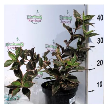 Rózsalonc WEIGELA FL SUNNY FANTASY K2 20/30