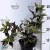 Rózsalonc WEIGELA FL SUNNY FANTASY K2 20/30