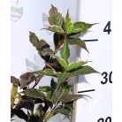 Rózsalonc WEIGELA FL SUNNY FANTASY K2 20/30