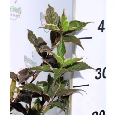 Rózsalonc WEIGELA FL SUNNY FANTASY K2 20/30