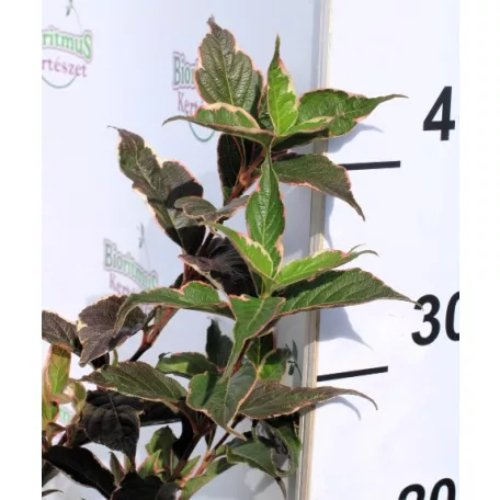 Rózsalonc WEIGELA FL SUNNY FANTASY K2 20/30