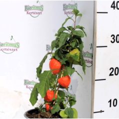   Lampionvirág (hólyagvirág / zsidócseresznye) Physalis alkekengi 13 cm