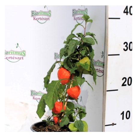 Lampionvirág (hólyagvirág / zsidócseresznye) Physalis alkekengi 13 cm