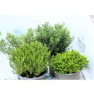 Veronikacserje válogatás Hebe gem 10 cm