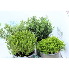 Veronikacserje válogatás Hebe gem 10 cm