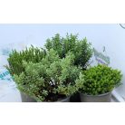 Veronikacserje válogatás Hebe gem 10 cm