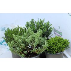 Veronikacserje válogatás Hebe gem 10 cm