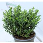 Veronikacserje válogatás Hebe gem 10 cm