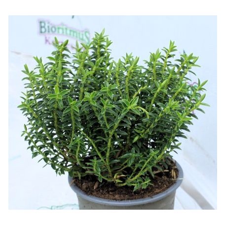 Veronikacserje válogatás Hebe gem 10 cm