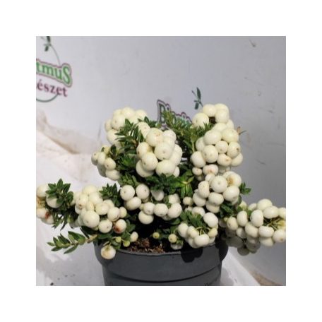 Mirtuszhanga Gaultheria mucronata 10 cm