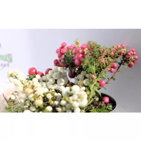 Mirtuszhanga Gaultheria mucronata 10 cm
