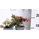 Mirtuszhanga Gaultheria mucronata 10 cm