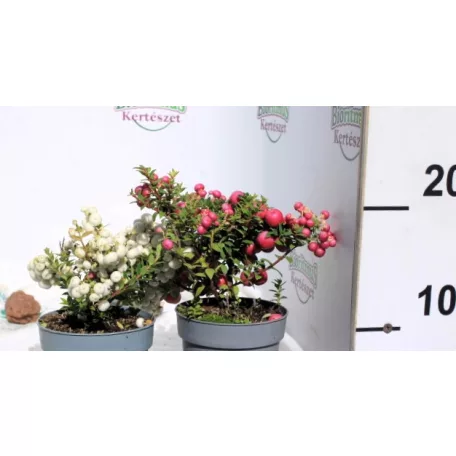 Mirtuszhanga Gaultheria mucronata 10 cm