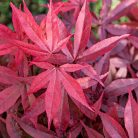 Japán juhar Acer palmatum Twombly's Red Sentinel P26