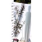 Japán juhar Acer palmatum Twombly's Red Sentinel P26