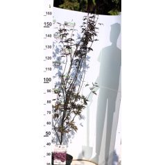 Japán juhar Acer palmatum Twombly's Red Sentinel P26