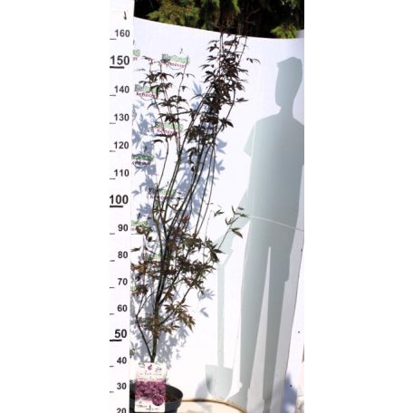 Japán juhar Acer palmatum Twombly's Red Sentinel P26