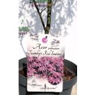 Japán juhar Acer palmatum Twombly's Red Sentinel P26