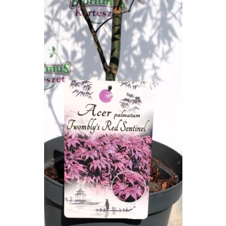 Japán juhar Acer palmatum Twombly's Red Sentinel P26
