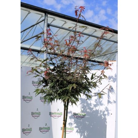 Japán juhar Acer palmatum Shaina P30