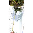 Japán juhar Acer palmatum Shaina P30