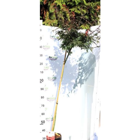 Japán juhar Acer palmatum Shaina P30