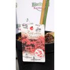 Japán juhar Acer palmatum Shaina P30