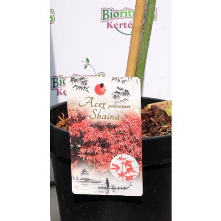 Japán juhar Acer palmatum Shaina P30