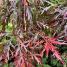 Japán juhar Acer palmatum Firecracker P32