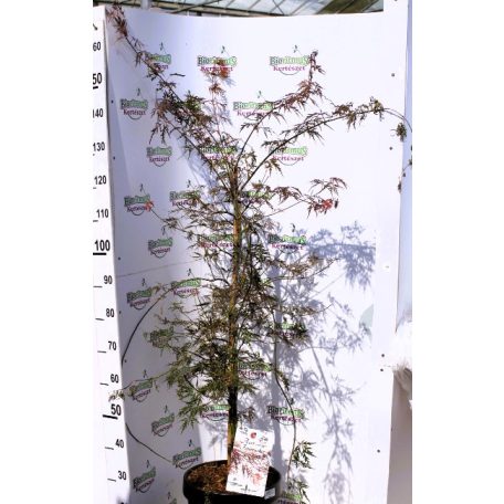 Japán juhar Acer palmatum Firecracker P32