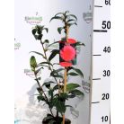 Japán kamélia Camellia japonica  mix P14