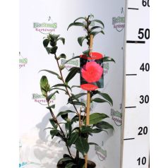 Japán kamélia Camellia japonica  mix P14