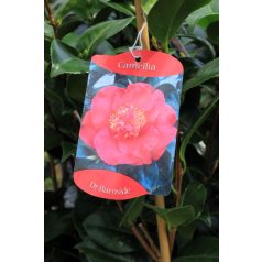 Japán kamélia Camellia japonica  mix P14