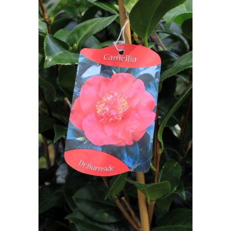 Japán kamélia Camellia japonica  mix P14