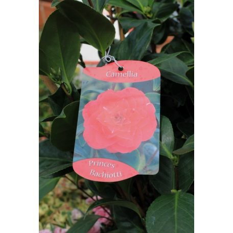 Japán kamélia Camellia japonica  mix P14