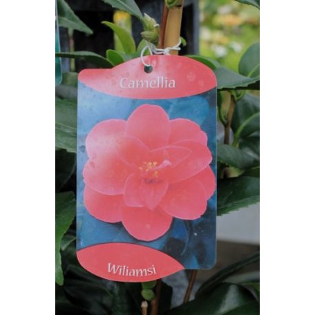 Japán kamélia Camellia japonica  mix P14
