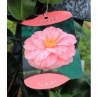 Japán kamélia Camellia japonica  mix P14