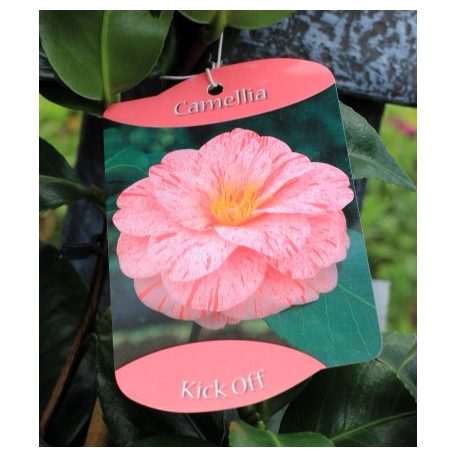 Japán kamélia Camellia japonica  mix P14