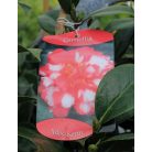 Japán kamélia Camellia japonica  mix P14