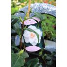 Japán kamélia Camellia japonica  mix P14