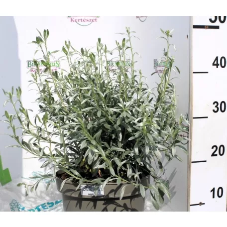 Ezüst szulák / Ezüstös hajnalka Convolvulus cneorum P23