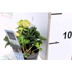 Fekete hunyor Helleborus niger Christmas Carol P9