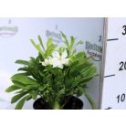 Keleti hunyor Helleborus Orientalis mix P14