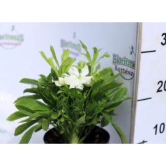 Keleti hunyor Helleborus Orientalis mix P14