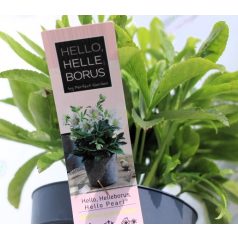 Keleti hunyor Helleborus Orientalis mix P14