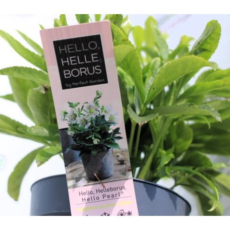 Keleti hunyor Helleborus Orientalis mix P14